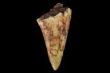 Serrated, Fossil Phytosaur Tooth - New Mexico #133354-1